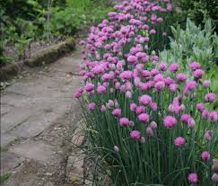 Image result for Schnittlauch