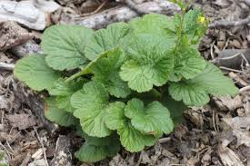 Image result for Geum urbanum