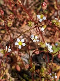 Attēlu rezultāti vaicājumam “Saxifraga tridactylites”