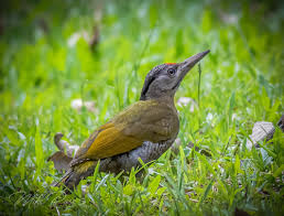 Attēlu rezultāti vaicājumam “Picus canus”