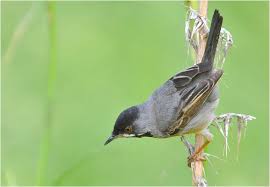 Image result for Sylvia rueppelli