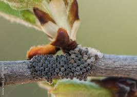 Attēlu rezultāti vaicājumam “Nymphalis polychloros underside”