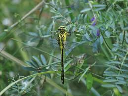 Attēlu rezultāti vaicājumam “Gomphus flavipes”