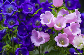 Image result for Campanula rapunculus