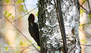 Attēlu rezultāti vaicājumam “Dryocopus martius nest”
