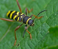 Attēlu rezultāti vaicājumam “Clytus arietis”