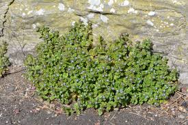 Attēlu rezultāti vaicājumam “Veronica arvensis leaf”