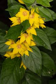 Attēlu rezultāti vaicājumam “Lysimachia punctata”