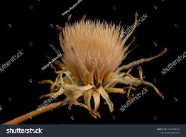 Attēlu rezultāti vaicājumam “Scorzonera humilis bud”