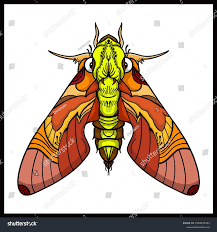 Attēlu rezultāti vaicājumam “Deilephila elpenor imago”