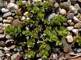 Attēlu rezultāti vaicājumam “Phedimus spurius”