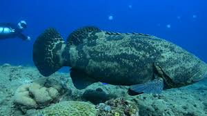 Image result for Epinephelus itajara