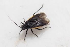 Attēlu rezultāti vaicājumam “Capsodes gothicus imago”