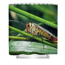 Attēlu rezultāti vaicājumam “Panorpa communis”