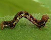 Attēlu rezultāti vaicājumam “Erannis defoliaria larva”