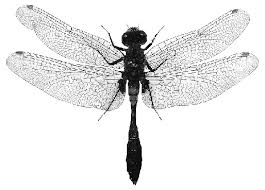 Attēlu rezultāti vaicājumam “Leucorrhinia”