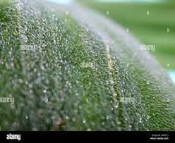 Attēlu rezultāti vaicājumam “Pistia stratiotes leaf”