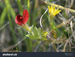 Image result for Lotus tetragonolobus