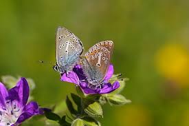 Attēlu rezultāti vaicājumam “Eumedonia eumedon underside”
