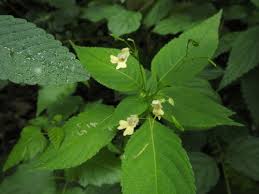 Attēlu rezultāti vaicājumam “Impatiens parviflora flower”