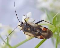 Attēlu rezultāti vaicājumam “Polymerus palustris”