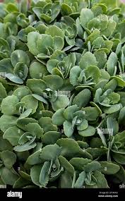 Attēlu rezultāti vaicājumam “Hylotelephium telephium leaf”