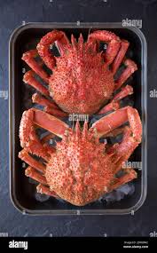 Image result for Maja brachydactyla