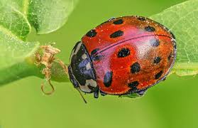 Attēlu rezultāti vaicājumam “Anatis ocellata”