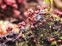 Attēlu rezultāti vaicājumam “Amaurochaete fusiformis macro”