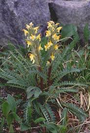 Attēlu rezultāti vaicājumam “Pedicularis palustris subsp. opsiantha”