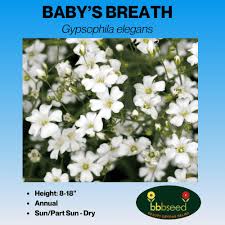 Image result for Gypsophila elegans