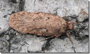 Attēlu rezultāti vaicājumam “Agonopterix heracliana”