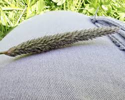 Attēlu rezultāti vaicājumam “Alopecurus pratensis fruit”