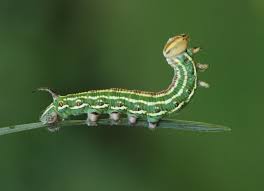 Attēlu rezultāti vaicājumam “Sphinx pinastri”