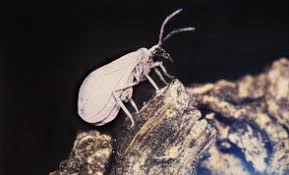 Attēlu rezultāti vaicājumam “Coniopterygidae”