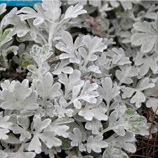 Attēlu rezultāti vaicājumam “Arcyria helvetica stalked”