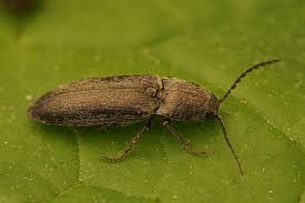 Attēlu rezultāti vaicājumam “Cidnopus aeruginosus”