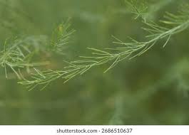 Attēlu rezultāti vaicājumam “Asparagus officinalis leaf”