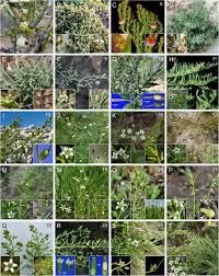 Attēlu rezultāti vaicājumam “Thesium ebracteatum leaf”