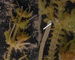 Attēlu rezultāti vaicājumam “Chara tomentosa”