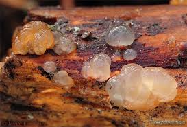 Attēlu rezultāti vaicājumam “Exidia saccharina”