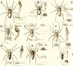 Attēlu rezultāti vaicājumam “Aranei”