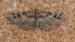 Attēlu rezultāti vaicājumam “Gymnoscelis rufifasciata”