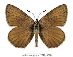 Attēlu rezultāti vaicājumam “Agrodiaetus damon”