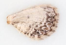 Attēlu rezultāti vaicājumam “Eupithecia subumbrata”