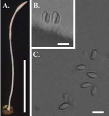 Attēlu rezultāti vaicājumam “Pistillaria sp.”
