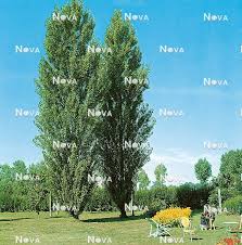 Attēlu rezultāti vaicājumam “Populus nigra Italica”