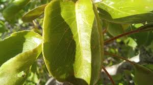 Attēlu rezultāti vaicājumam “Pyrus pyraster leaf”