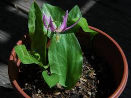 Attēlu rezultāti vaicājumam “Erythronium sibiricum”