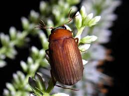 Attēlu rezultāti vaicājumam “Serica brunnea imago”